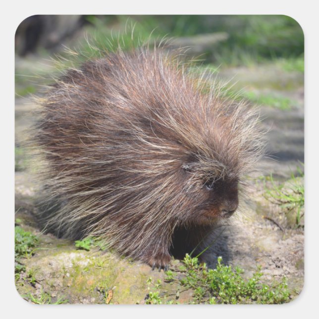 North American porcupine  Poster Square Sticker (Front)