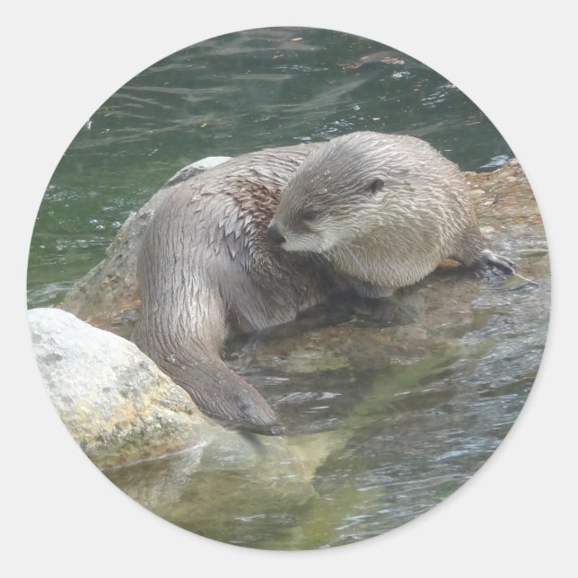 North American River Otter #2 Stickers (Front)