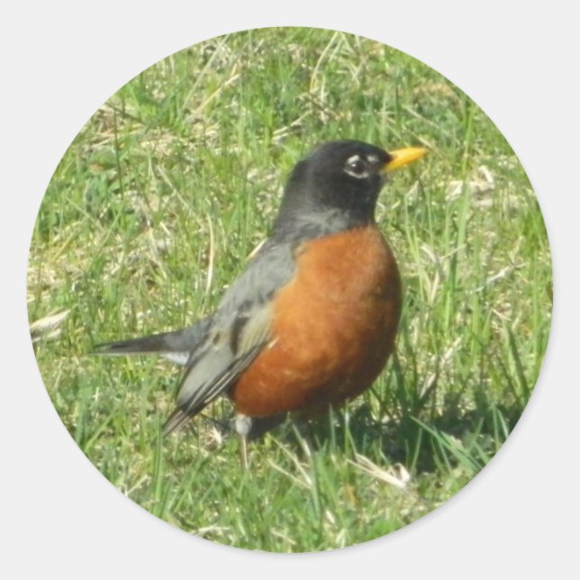 North American Robin Sticker (Front)