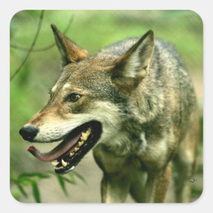 North American Sly Red Wolf Square Sticker