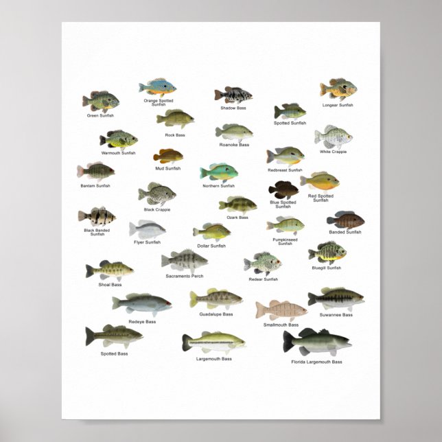 North American  Sunfish Group (named) Poster (Front)
