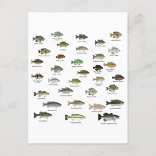 North American Sunfish Group Postcard