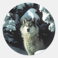 North American Timber Wolf in Snow