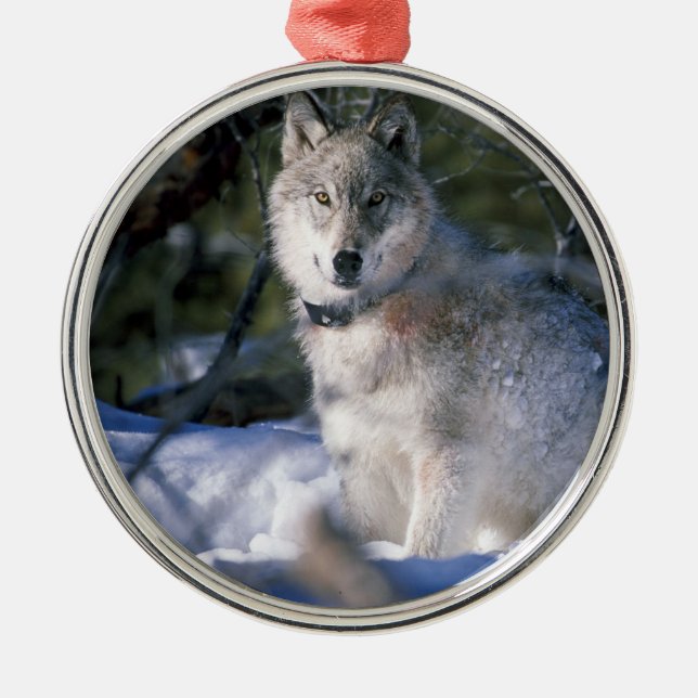 North American Timber Wolf in Snow Metal Tree Decoration (Front)
