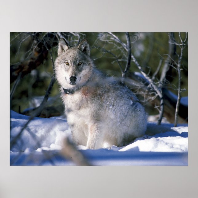 North American Timber Wolf in Snow Poster (Front)