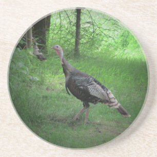 North American Wild Turkey Coaster