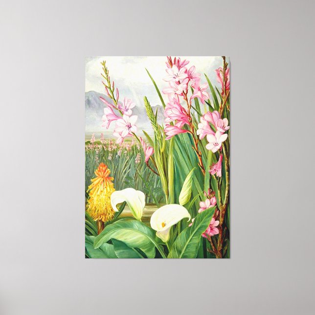 North - Beauties of the Swamps, botanical art, Canvas Print (Front)