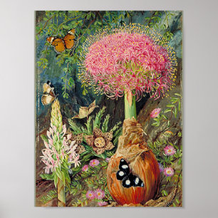 North - Buphane Toricara and Other Flowers Poster