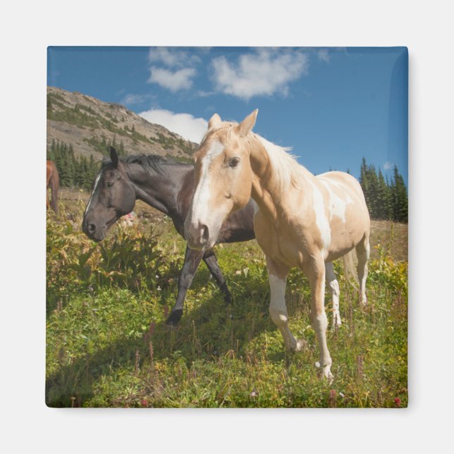 North Cascades National Park Magnet (Front)