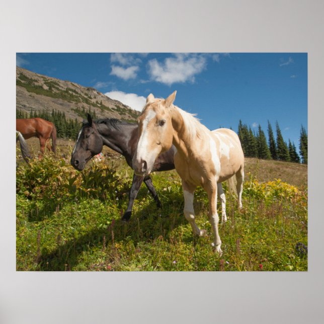 North Cascades National Park Poster (Front)