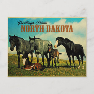 North Dakota Nokota Horses Postcard