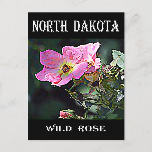 North Dakota Wild Rose Postcard (Front)