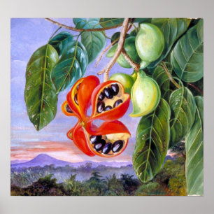 North - Foliage And Fruit Of Sterculia Parviflora Poster