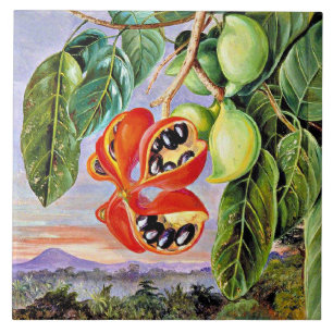 North - Foliage and Fruit Sterculia Parviflora Tile