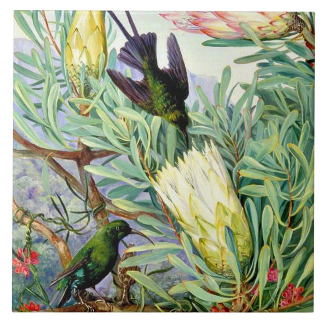 North - Honeyflowers and Honeysuckers  Tile (Front)