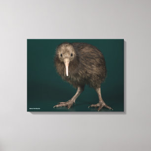 North Island Brown Kiwi Canvas Print