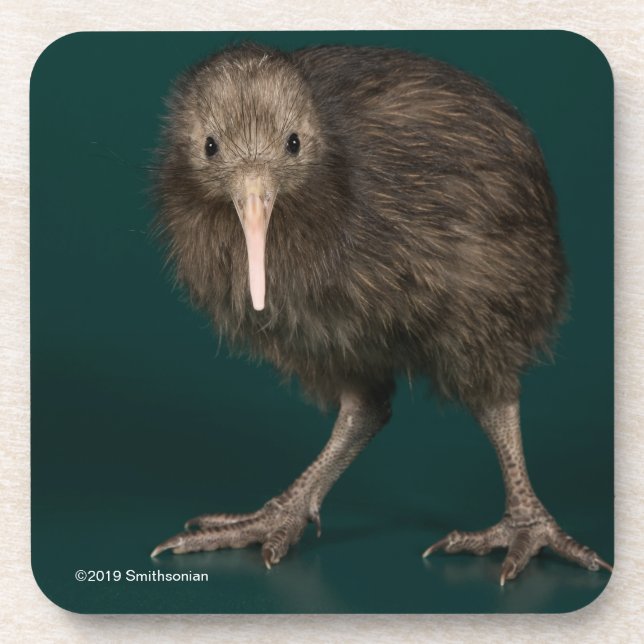 North Island Brown Kiwi Coaster (Front)