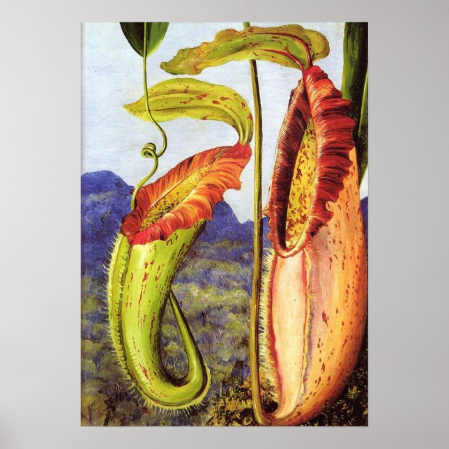 North - Nepenthes Iana 1876 Poster (Front)