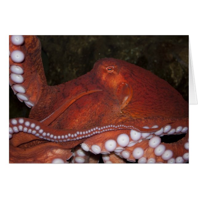 North Pacific Octopus (Front Horizontal)