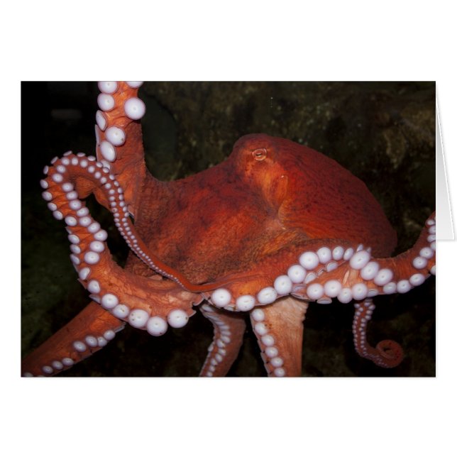 North Pacific Octopus (Front Horizontal)