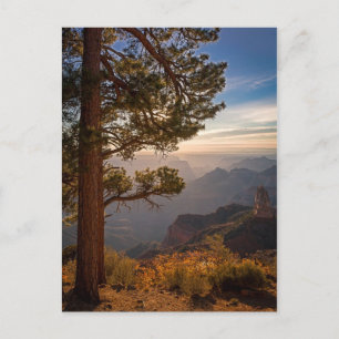 North Rim Sunrise Postcard