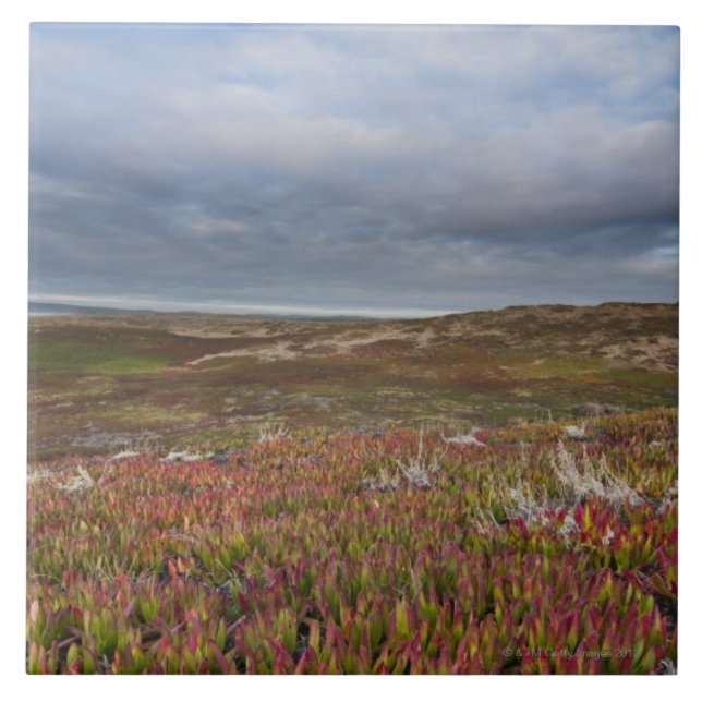 North San Francisco 2 Point Reyes National Tile (Front)