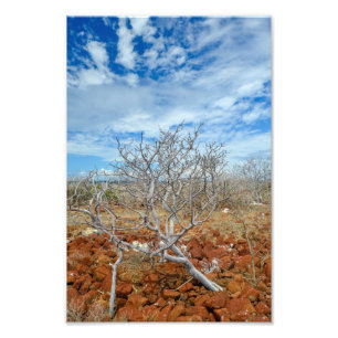 North Seymour Island Photo Print