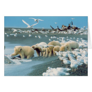 North Slope, Alaska. Polar Bears Ursus