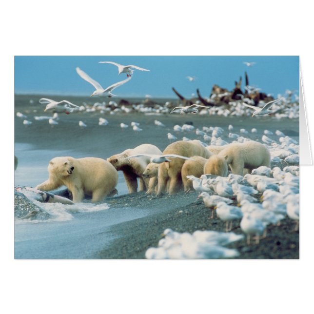 North Slope, Alaska. Polar Bears Ursus (Front Horizontal)