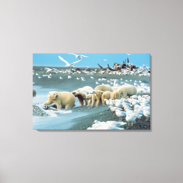 North Slope, Alaska. Polar Bears Ursus Canvas Print (Front)