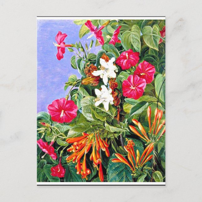 North - Wildflowers at Morro Velho, Brazil Postcard (Front)