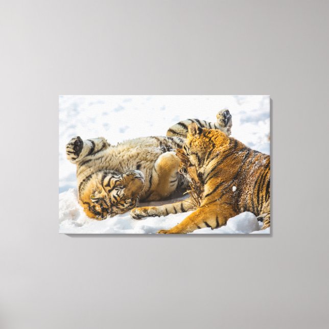 Northeast Tiger Canvas Print (Front)