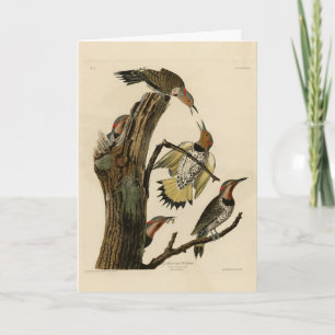 Norther Flicker from Audubon's Birds of America Card
