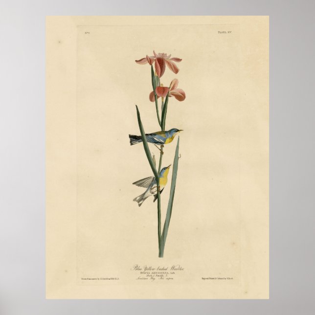 Norther Parula from Audubon's Birds of America Poster (Front)