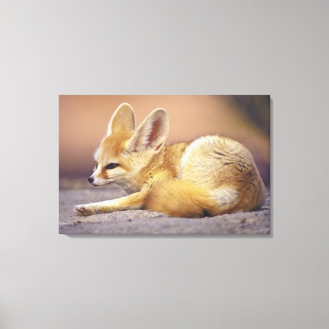 Northern Africa. Fennec Fennecus zerda) Canvas Print (Front)