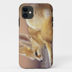 Northern Africa. Fennec Fennecus zerda) Case-Mate iPhone Case