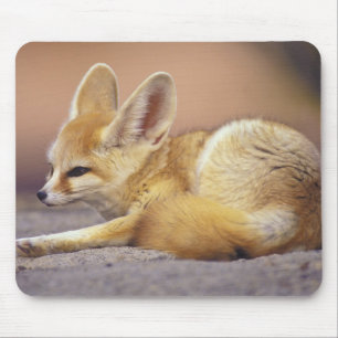 Northern Africa. Fennec Fennecus zerda) Mouse Pad