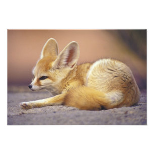 Northern Africa. Fennec Fennecus zerda) Photo Print