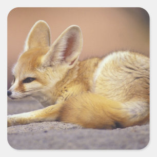 Northern Africa. Fennec Fennecus zerda) Square Sticker