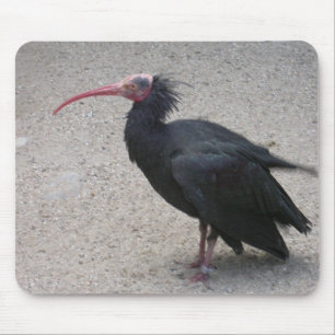 Northern Bald Ibis Mouse Pad