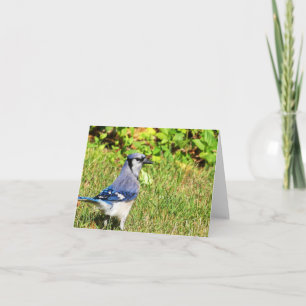 Northern Blue Jay Card