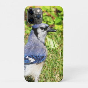 Northern Blue Jay Case-Mate iPhone Case