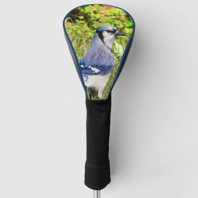 Northern Blue Jay Golf Head Cover (Front)