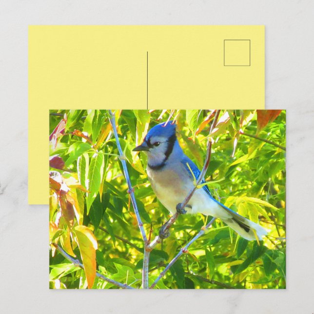Northern Blue Jay in Tree Nature Custom Postcard (Front/Back)