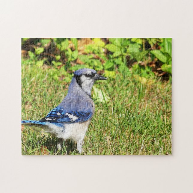 Northern Blue Jay Jigsaw Puzzle (Horizontal)