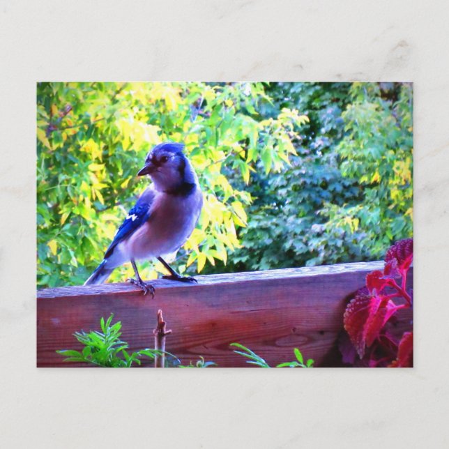 Northern Blue Jay Perching Birds Canada Postcard (Front)