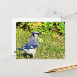 Northern Blue Jay Postcard