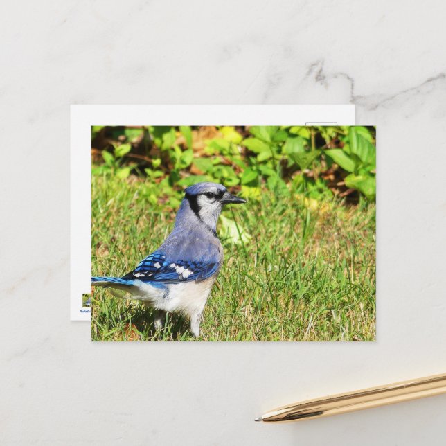 Northern Blue Jay Postcard (Front/Back In Situ)