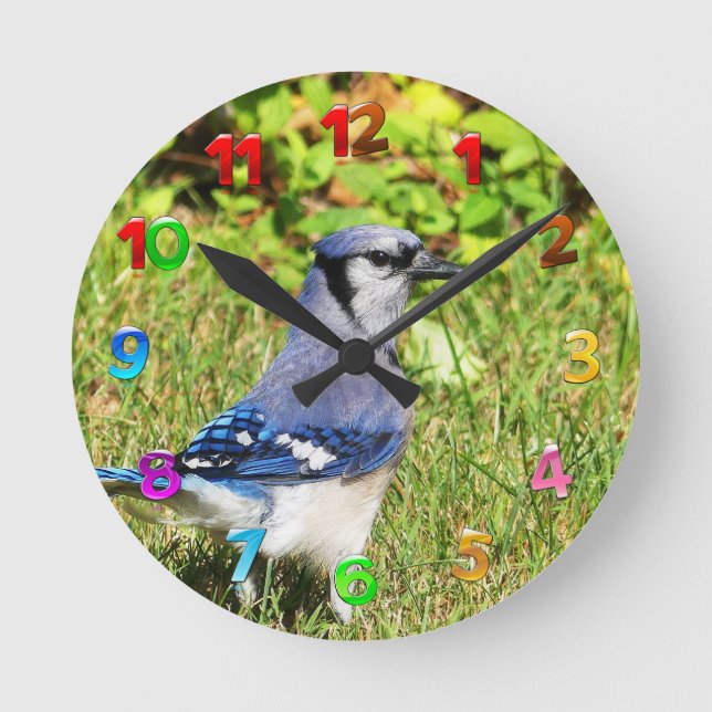 Northern Blue Jay Round Clock (Front)