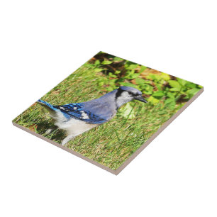 Northern Blue Jay Tile